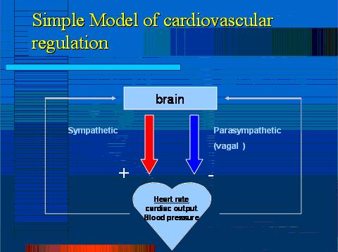 Simple Model of cardiovascular regulation