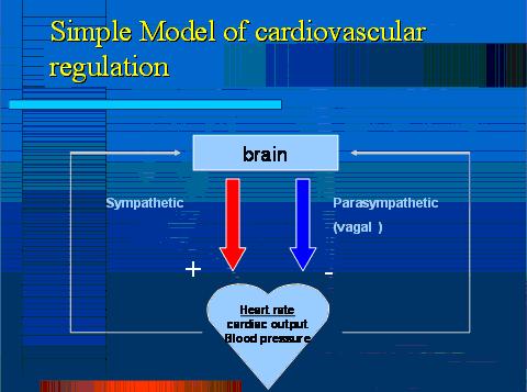 Simple Model of cardiovascular regulation Simple Model of cardiovascular regulation